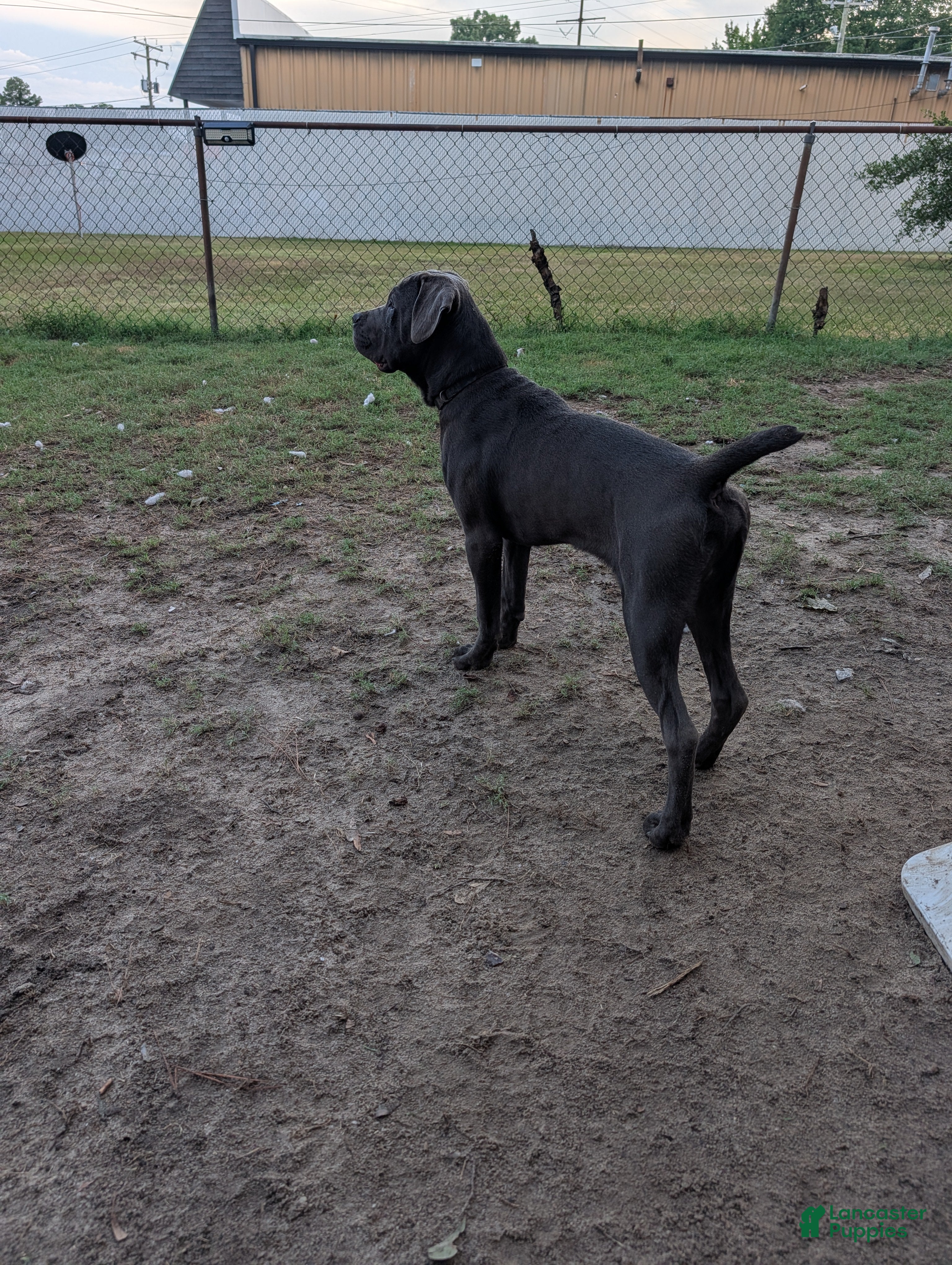 Cane Corso dogs Black aka George - Ad 1