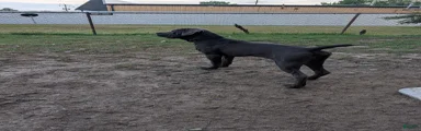 Black aka George