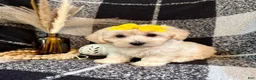 Schnoodle dogs for sale: Lola - Ad 1