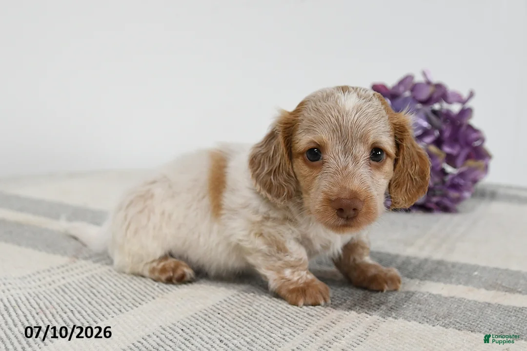 Miniature Dachshund dogs for sale: Blitz - Ad 3