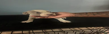 American Pit Bull Terrier 2
