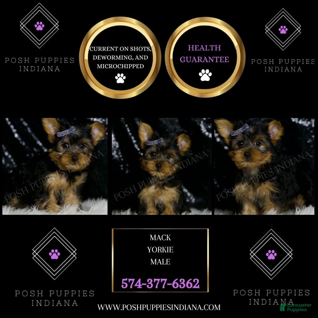 Yorkshire Terrier dogs for sale: Mack - Ad 5