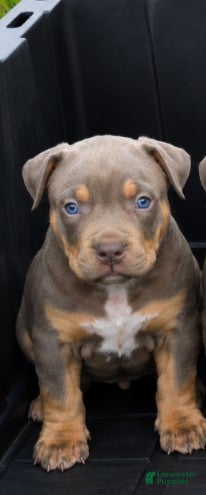 American Bully dogs Thor - male  - Ad 1