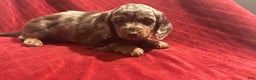 Miniature Dachshund dogs for sale: Miniature Dachshund Puppy Huey - Ad 4