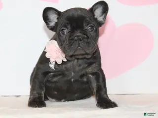 French Bulldog dogs Sugar - Ad 24
