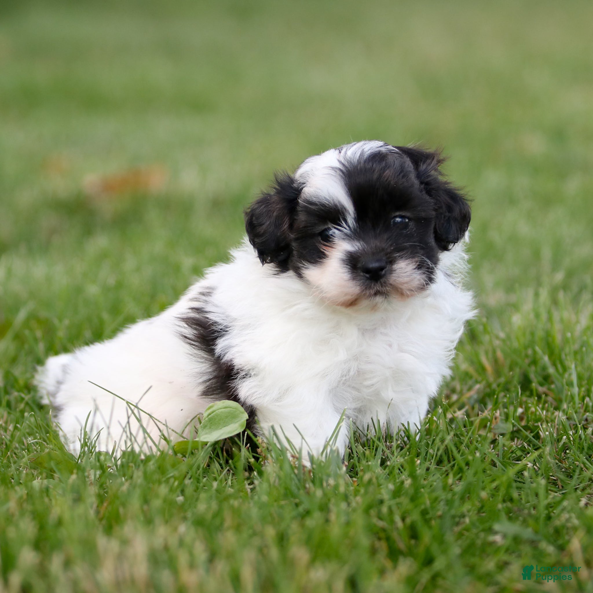 Teddy Bear dogs Rocky Teddy Bear Puppy - Ad 2