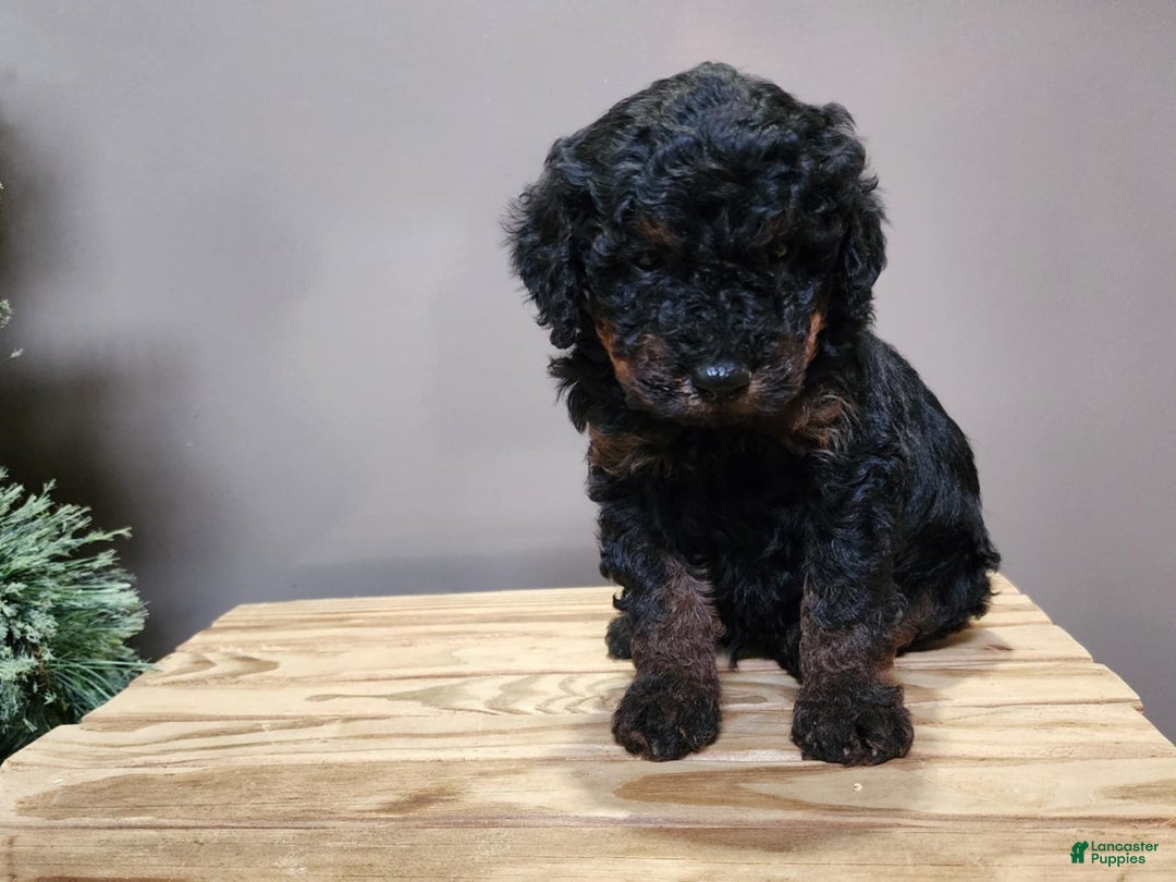 Mini Bernedoodle dogs for sale: Klaus - Ad 9