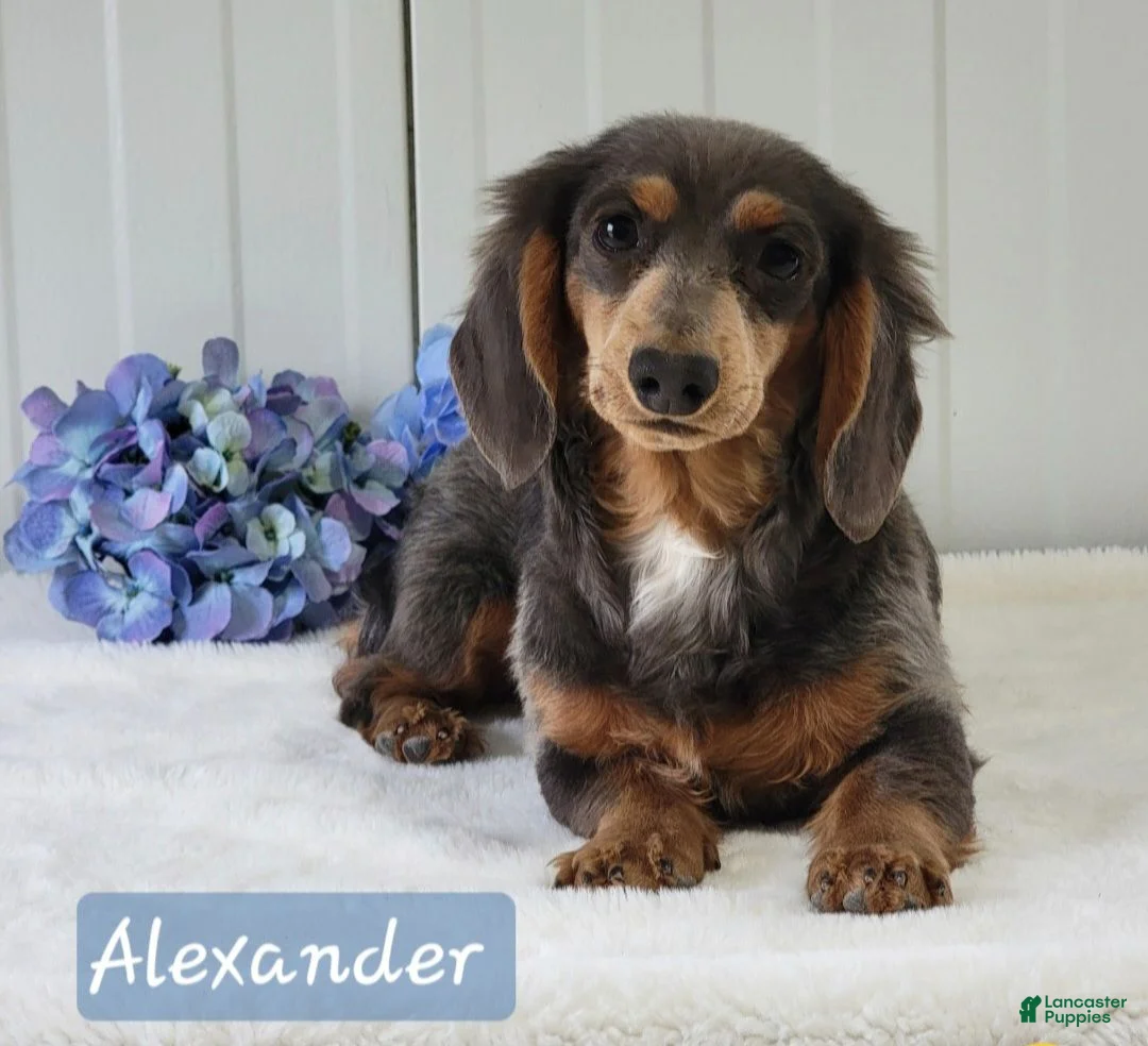Miniature Dachshund dogs for sale: Jenny  - Ad 7