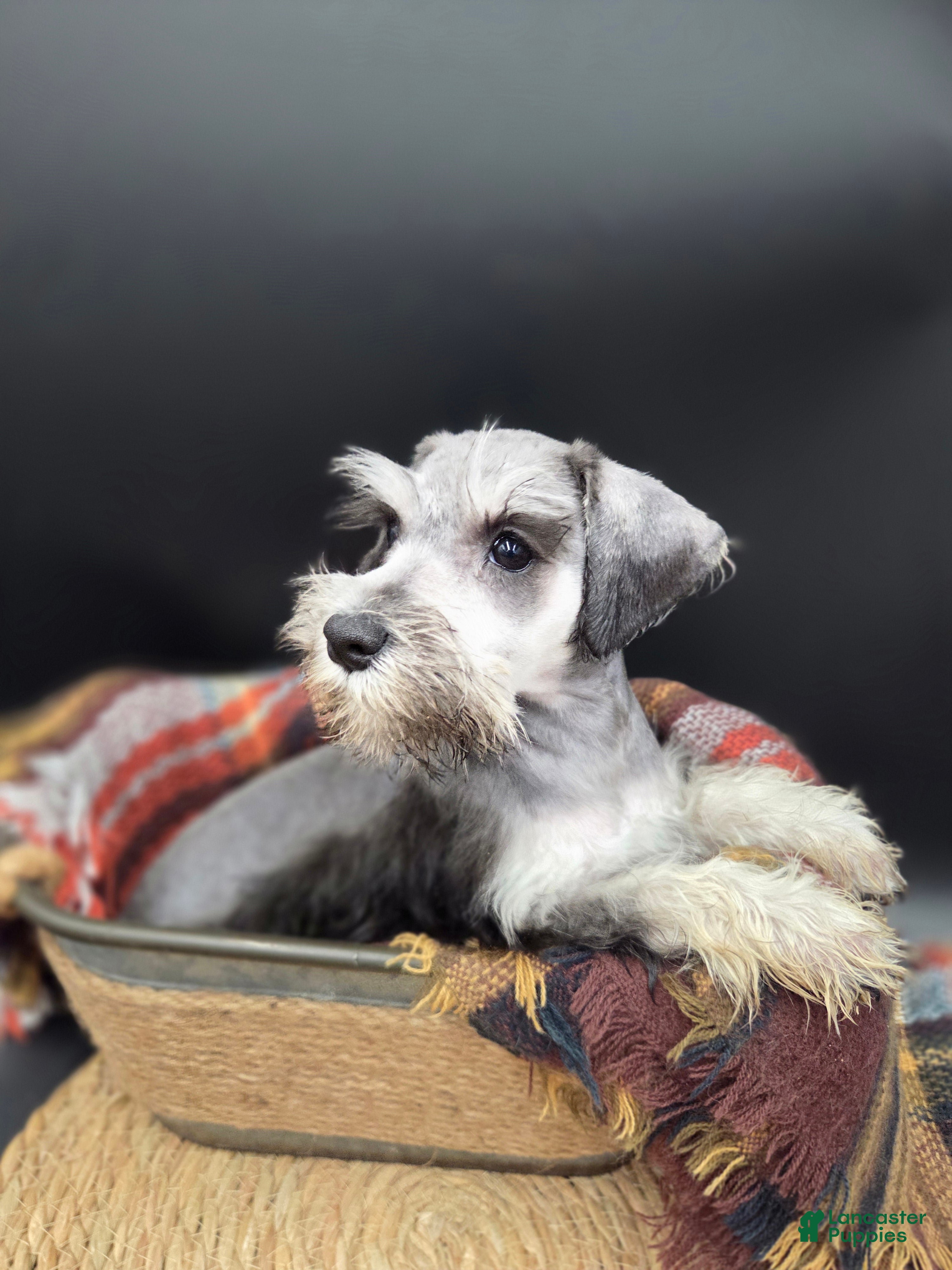 Miniature Schnauzer dogs Black & Silver Female - Ad 2