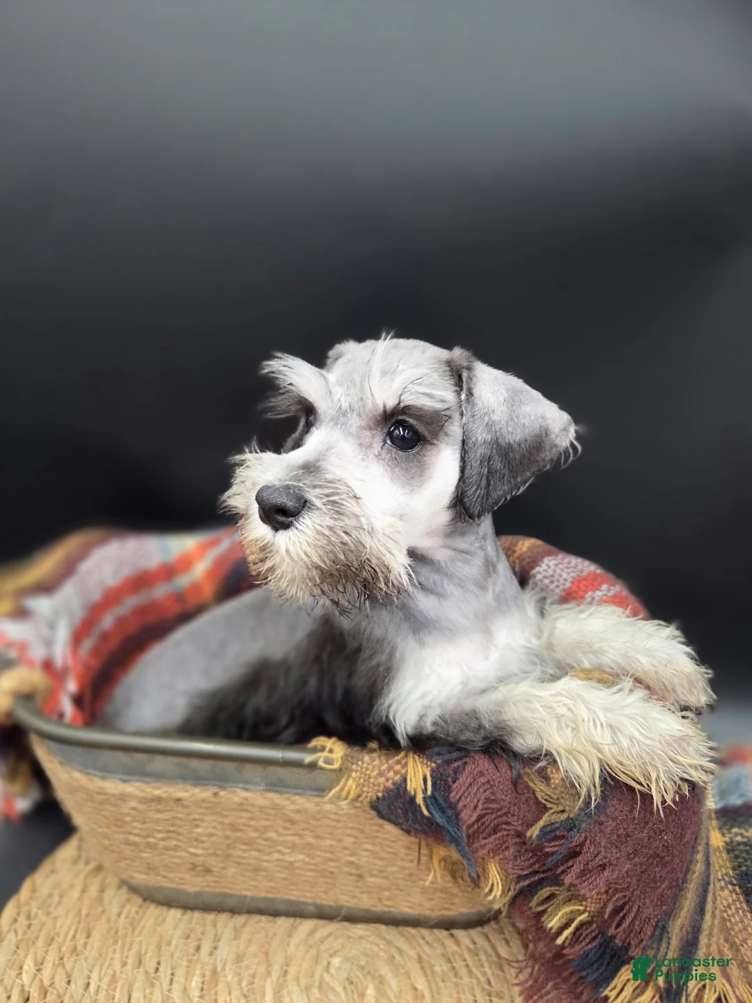Miniature Schnauzer dogs for sale: Black & Silver Female - Ad 2