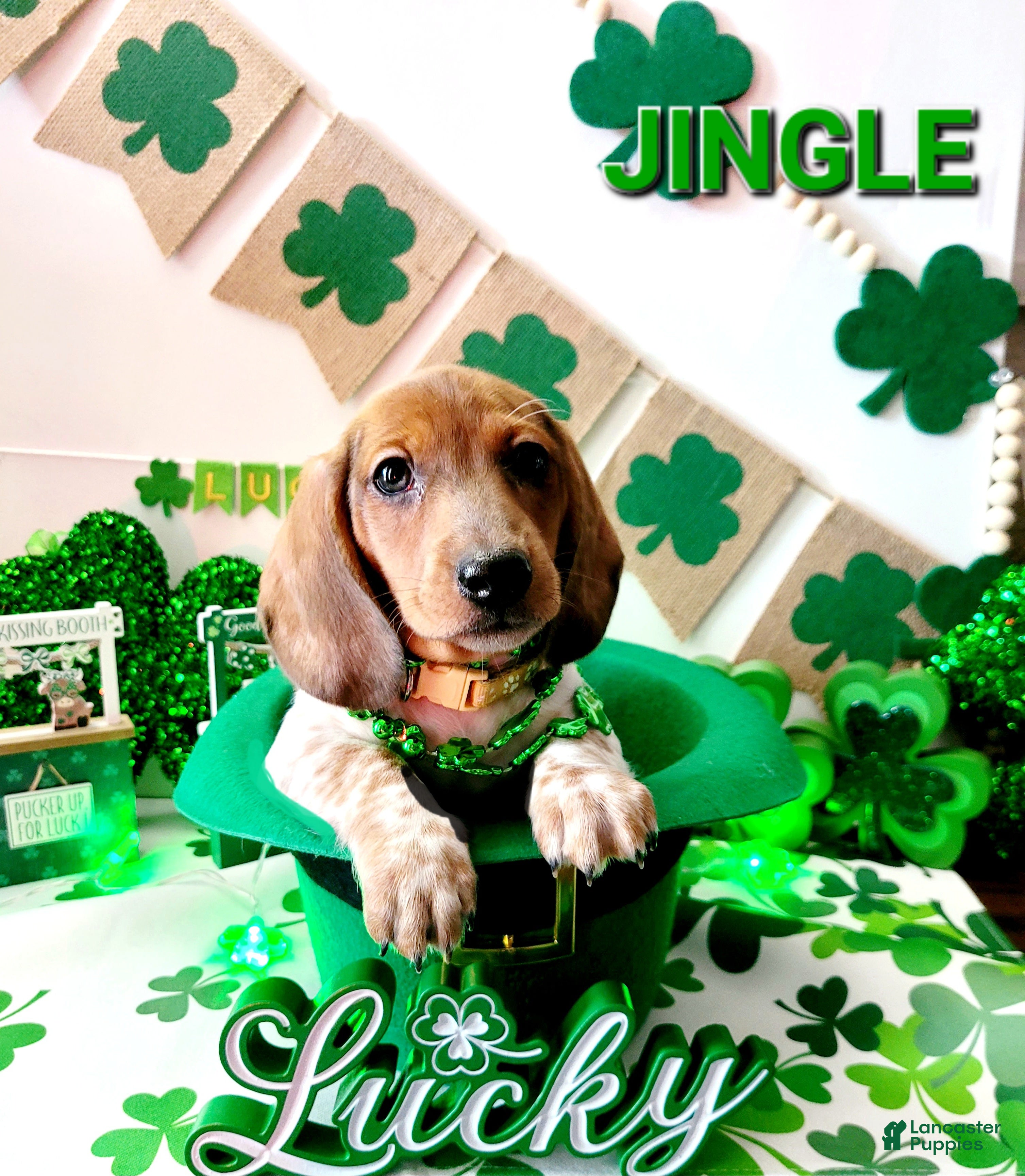Miniature Dachshund dogs Jingle Miniature Dachshund Puppy 1 - Ad 1