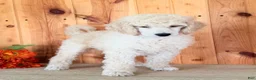 Standard Poodle dogs for sale: Snickers  - Ad 5