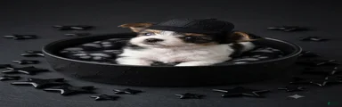 AKC Mandy