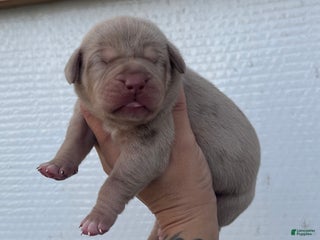 Catahoula Leopard Dog dogs Catahoula Leopard Dog Puppy 4 - Ad 6