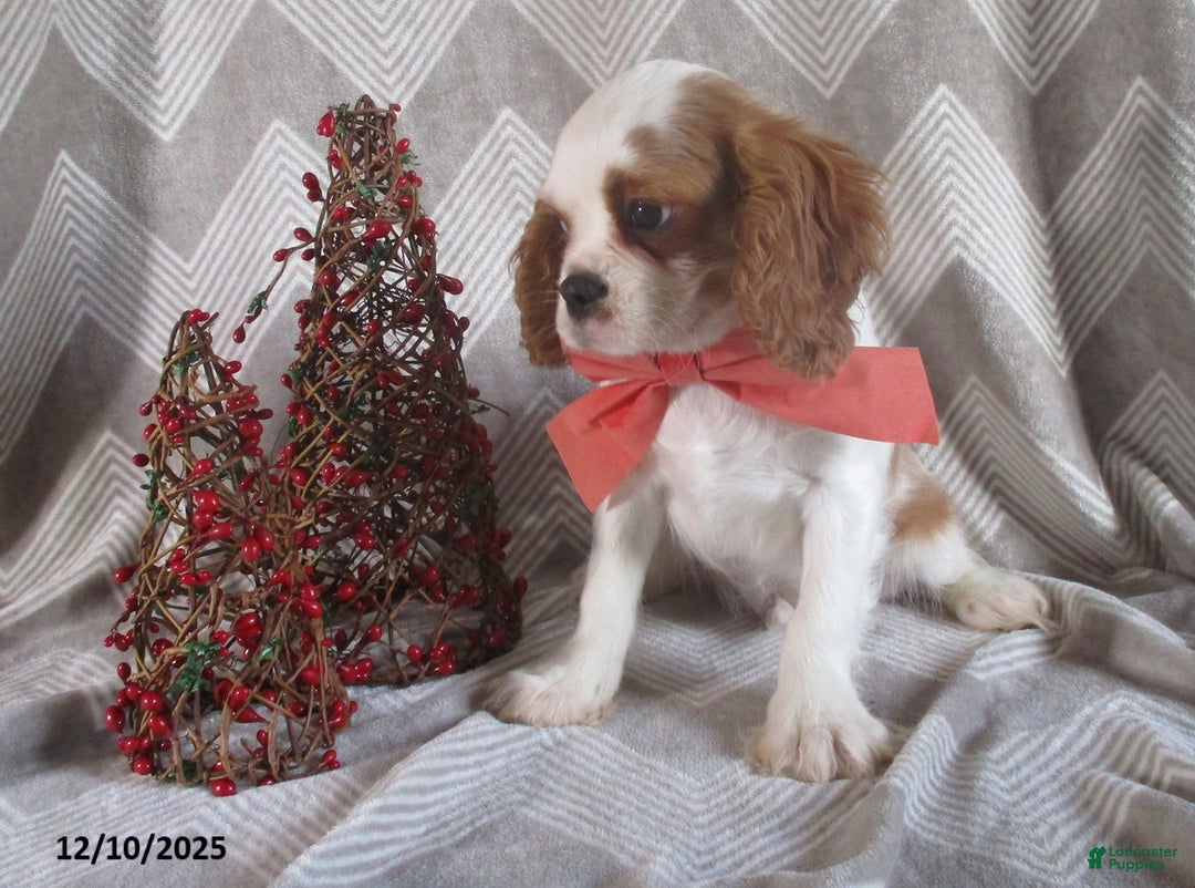 Cavalier King Charles Spaniel dogs for sale: Hayes - Ad 6