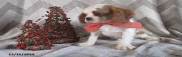 Cavalier King Charles Spaniel dogs for sale: Hayes - Ad 6