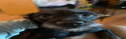 Mixed Breed dogs for sale: Mixed Breed 2 - Ad 2