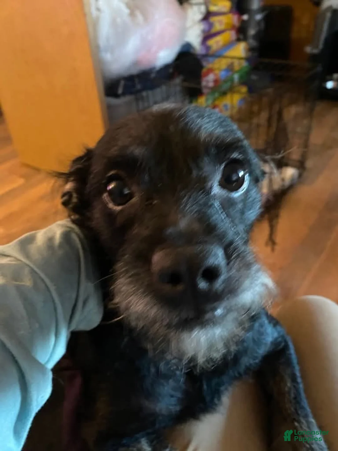 Mixed Breed dogs for sale: Mixed Breed 2 - Ad 2