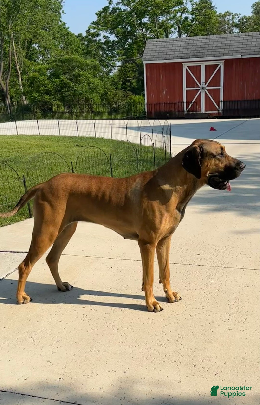 Great Dane dogs for sale: Tan Collar - Ad 5