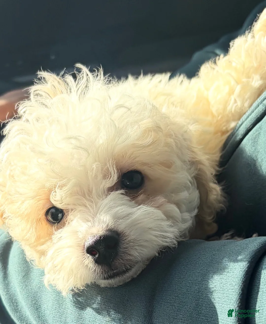 Mini Goldendoodle dogs for sale: Mini Goldendoodle 1 - Ad 6