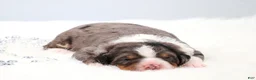 Mini Bernedoodle dogs for sale: Felix  - Ad 2