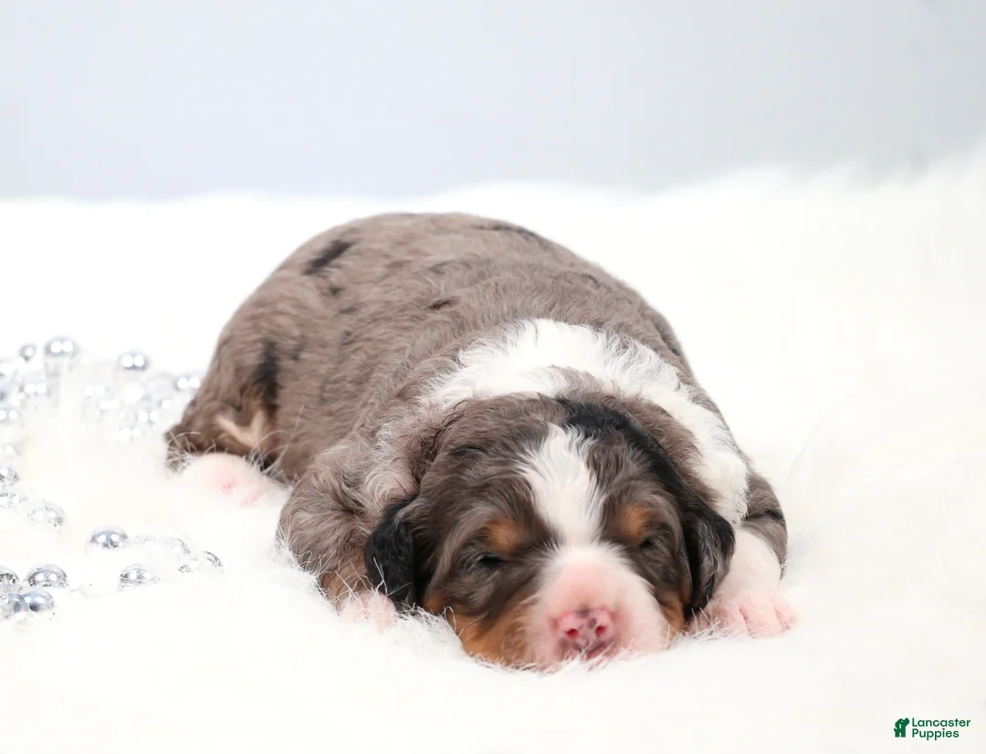 Mini Bernedoodle dogs for sale: Felix  - Ad 2