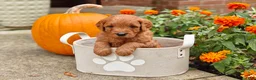 Goldendoodle dogs for sale: Chai - Ad 8