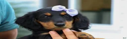 Miniature Dachshund dogs for sale: Sage 🐶 - Ad 7