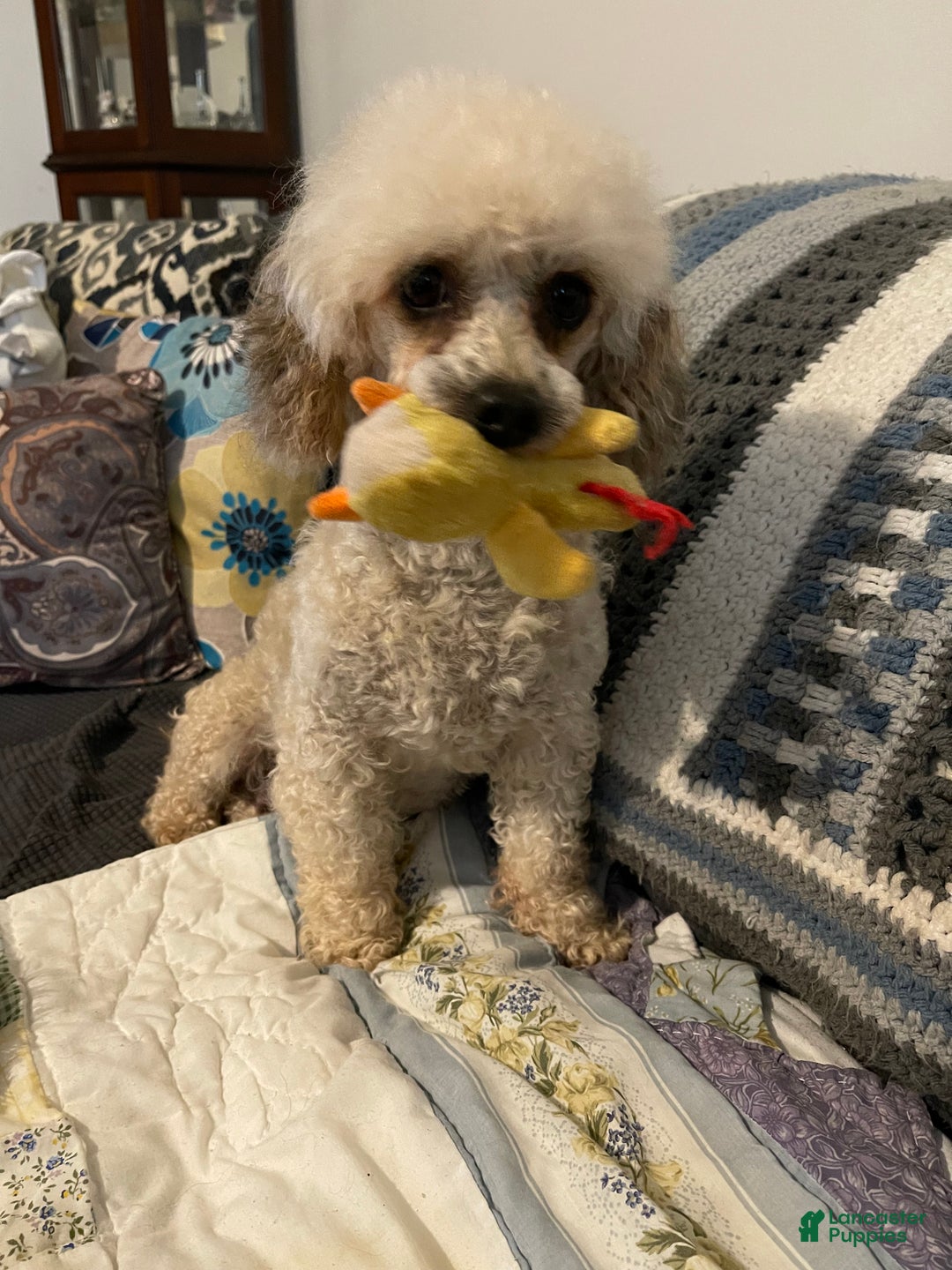 Yorkiepoo dogs for sale: Lucy - Ad 5