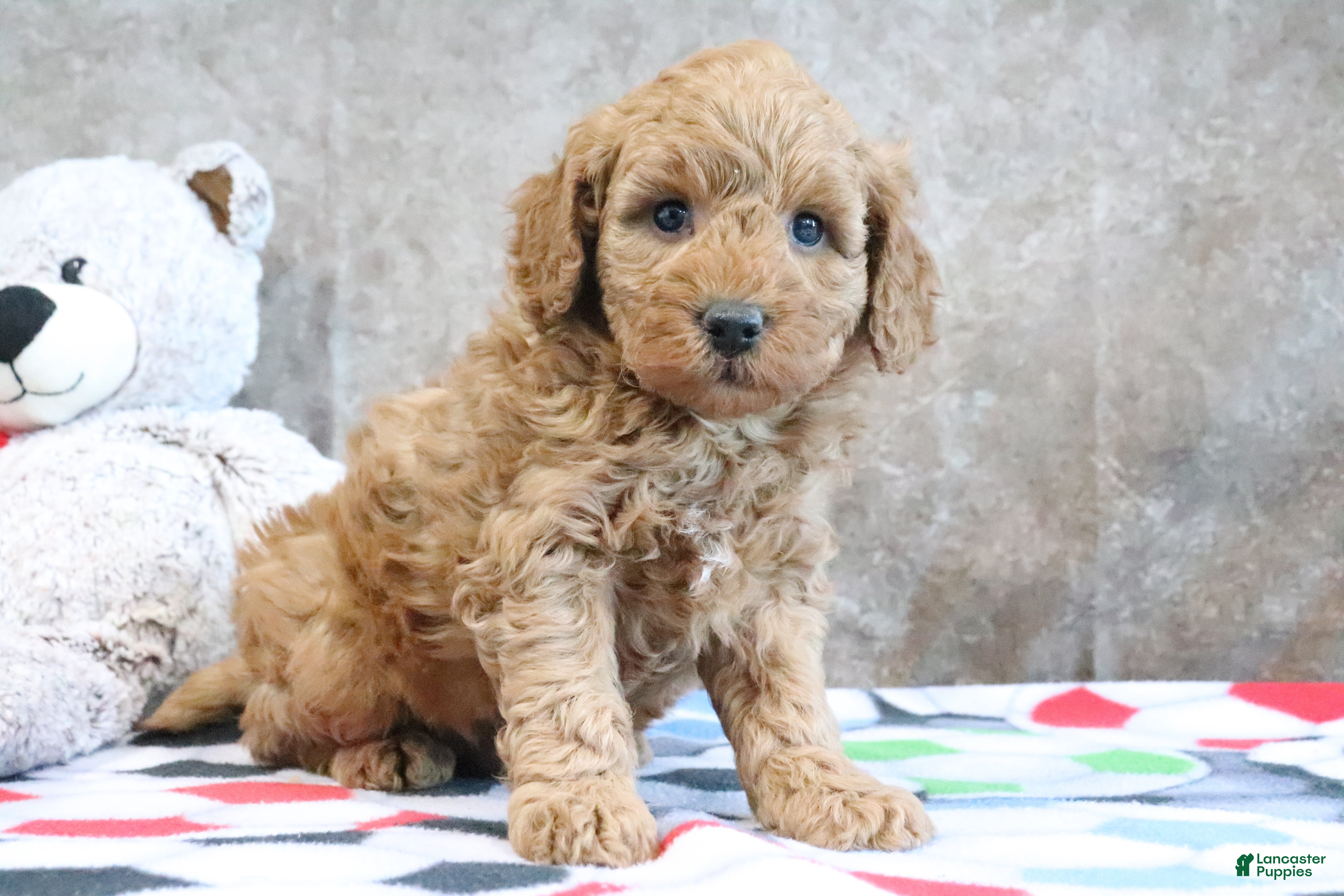 Mini Goldendoodle dogs Zachary - Ad 1