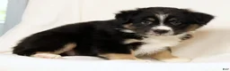 Miniature Australian Shepherd dogs for sale: Lego - Ad 8