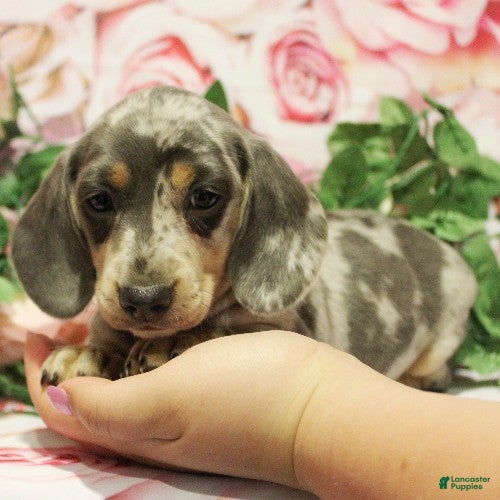 Dachshund dogs Rosalia - Ad 2