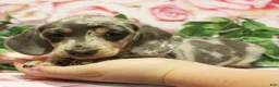 Dachshund dogs for sale: Rosalia - Ad 2