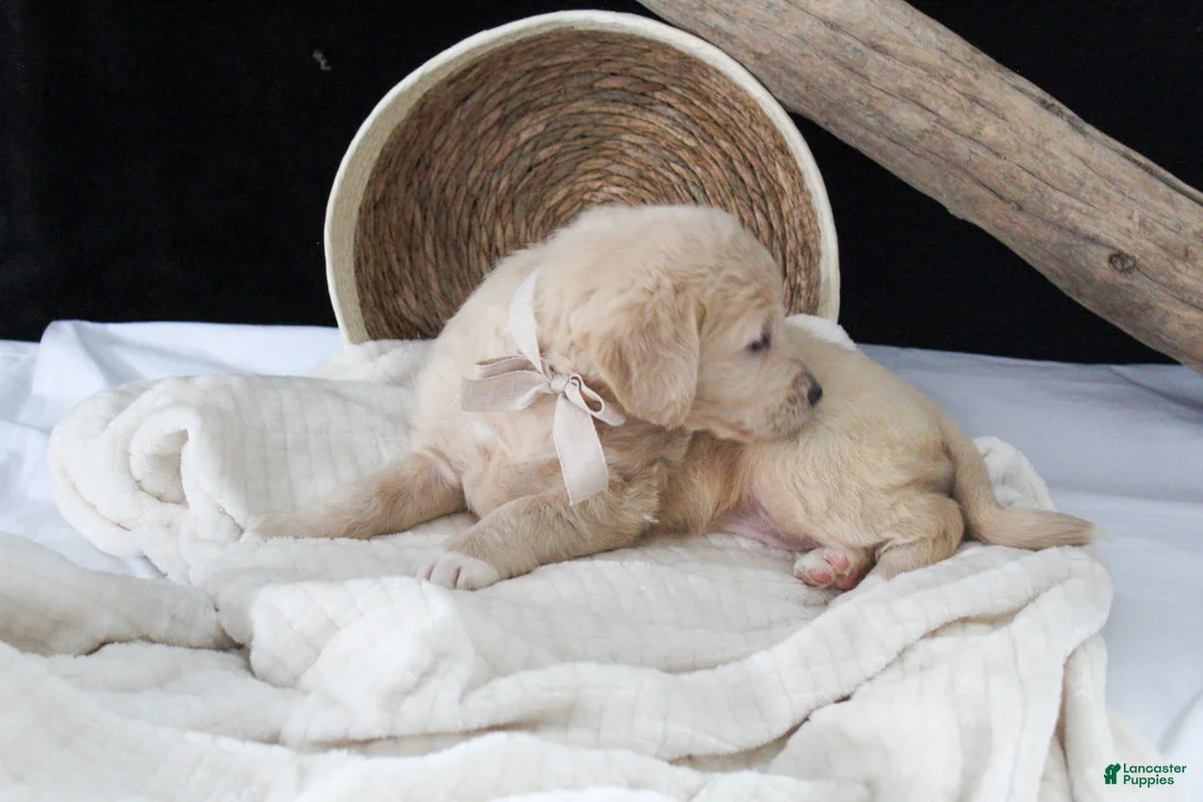 Labradoodle dogs for sale: Polly - Ad 3