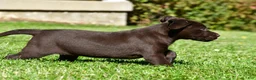 Labrador Retriever dogs for sale: Java - Ad 15