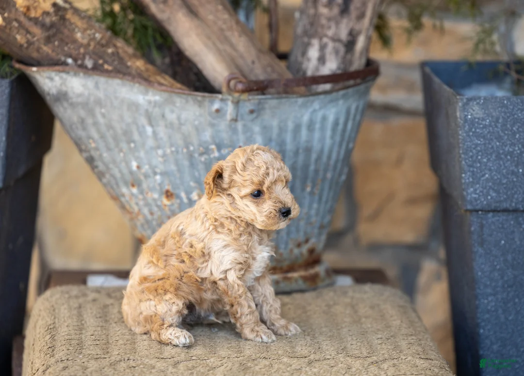 Miniature Poodle dogs for sale: AKC Blake - Ad 3