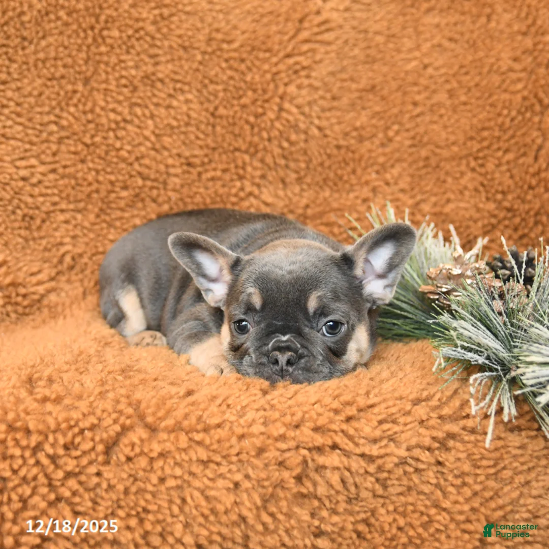 French Bulldog dogs for sale: Tracy - Ad 7