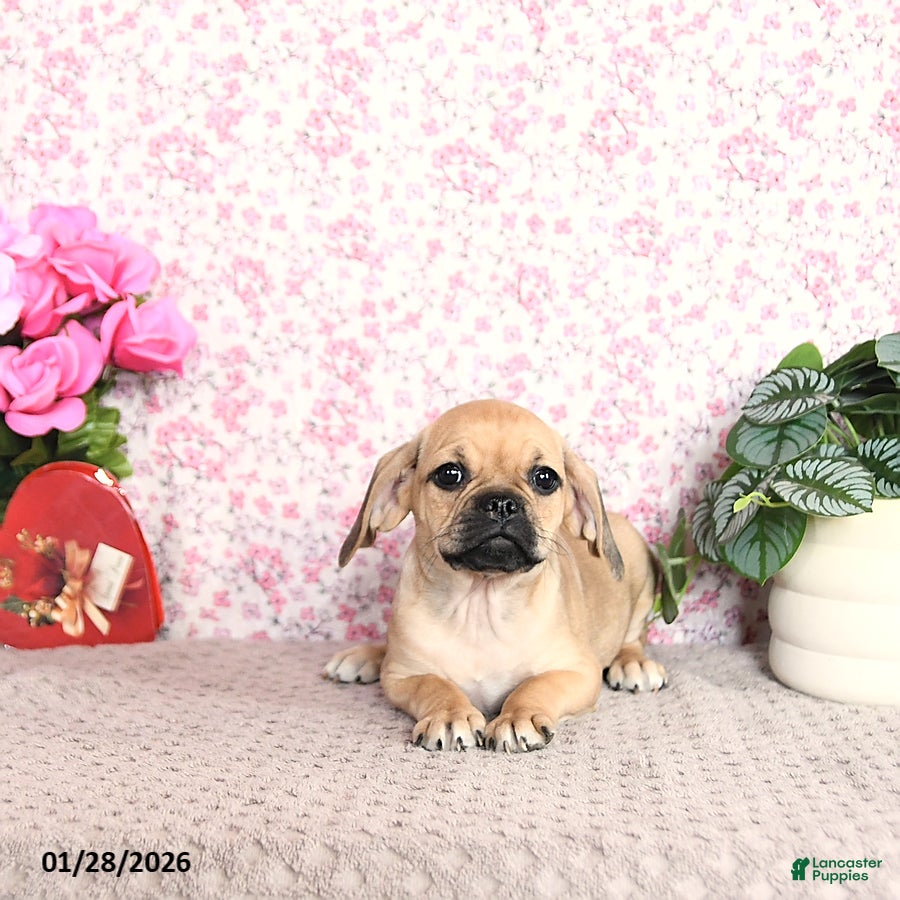 Puggle dogs Kaci - Ad 2