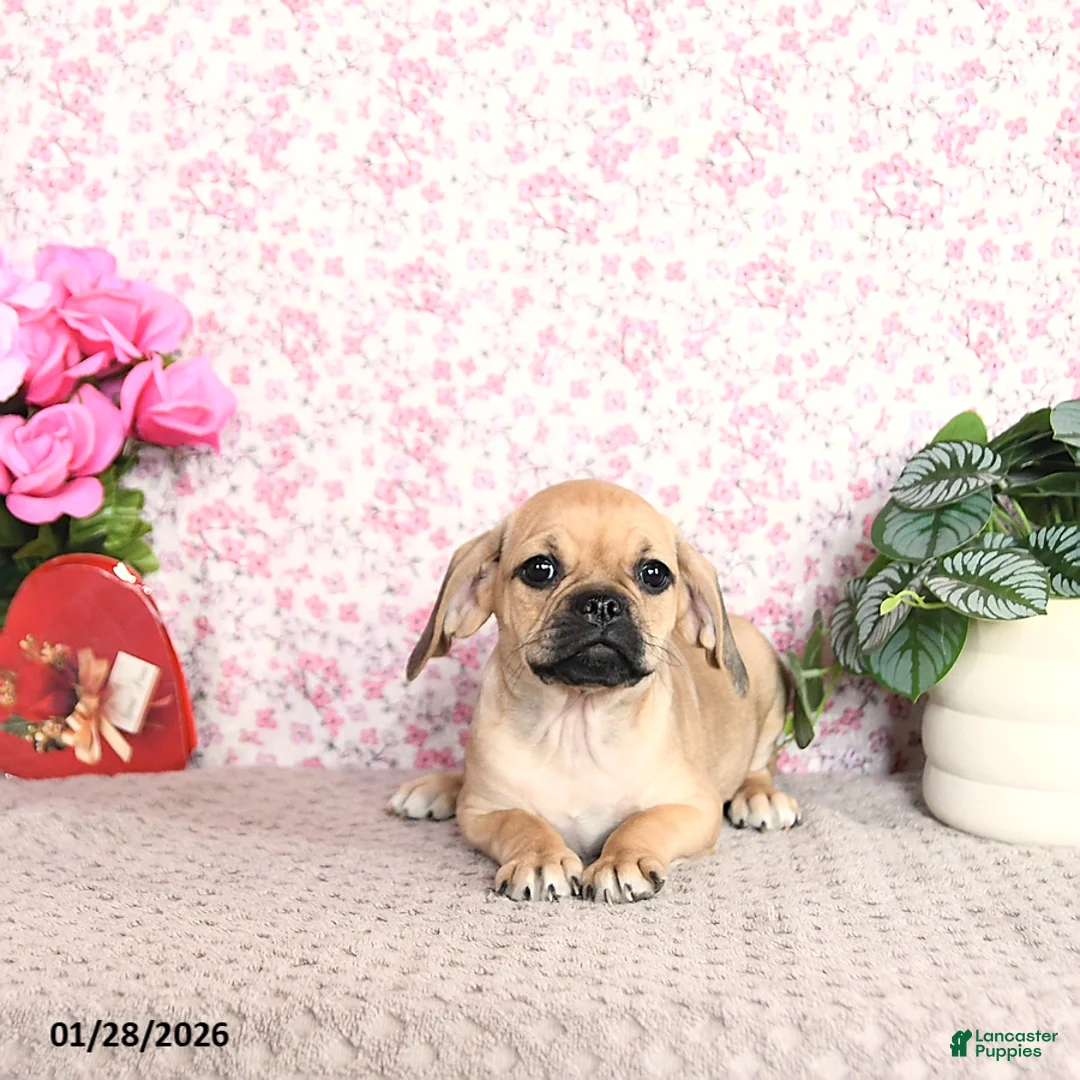 Puggle dogs for sale: Kaci - Ad 2