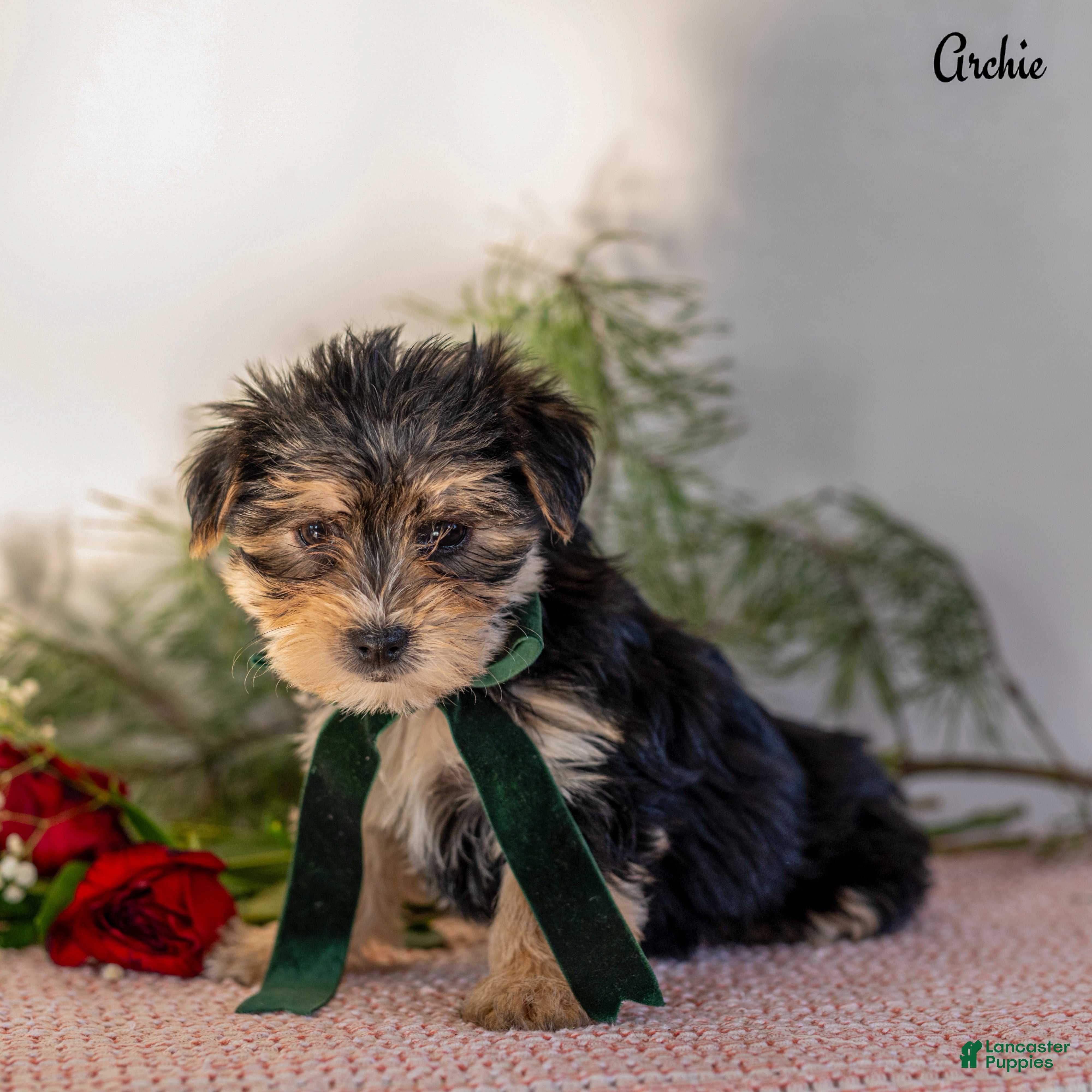 Morkie dogs Archie - Ad 36