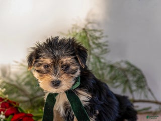 Morkie dogs Archie - Ad 34