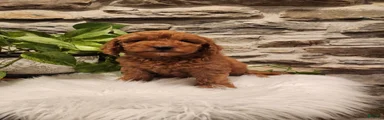 BUBBLES - Mini Goldendoodle Puppy 3