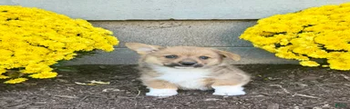 Sammy