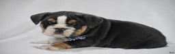 Beabull dogs for sale: Banjo - Ad 7