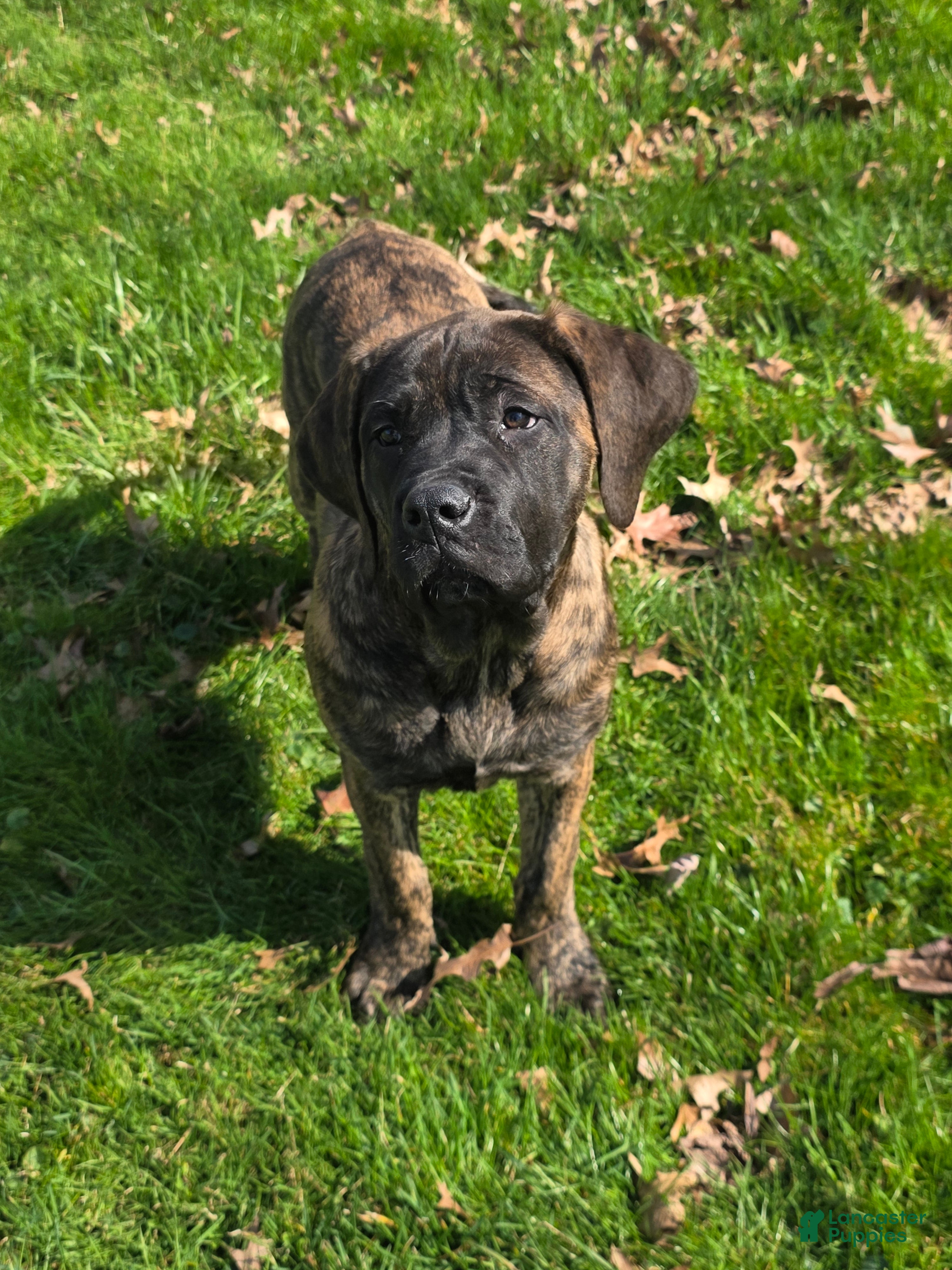 English Mastiff dogs Roxie - Ad 6