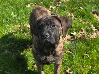 English Mastiff dogs Roxie - Ad 6
