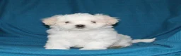 Malshi dogs for sale: Chip - Ad 2