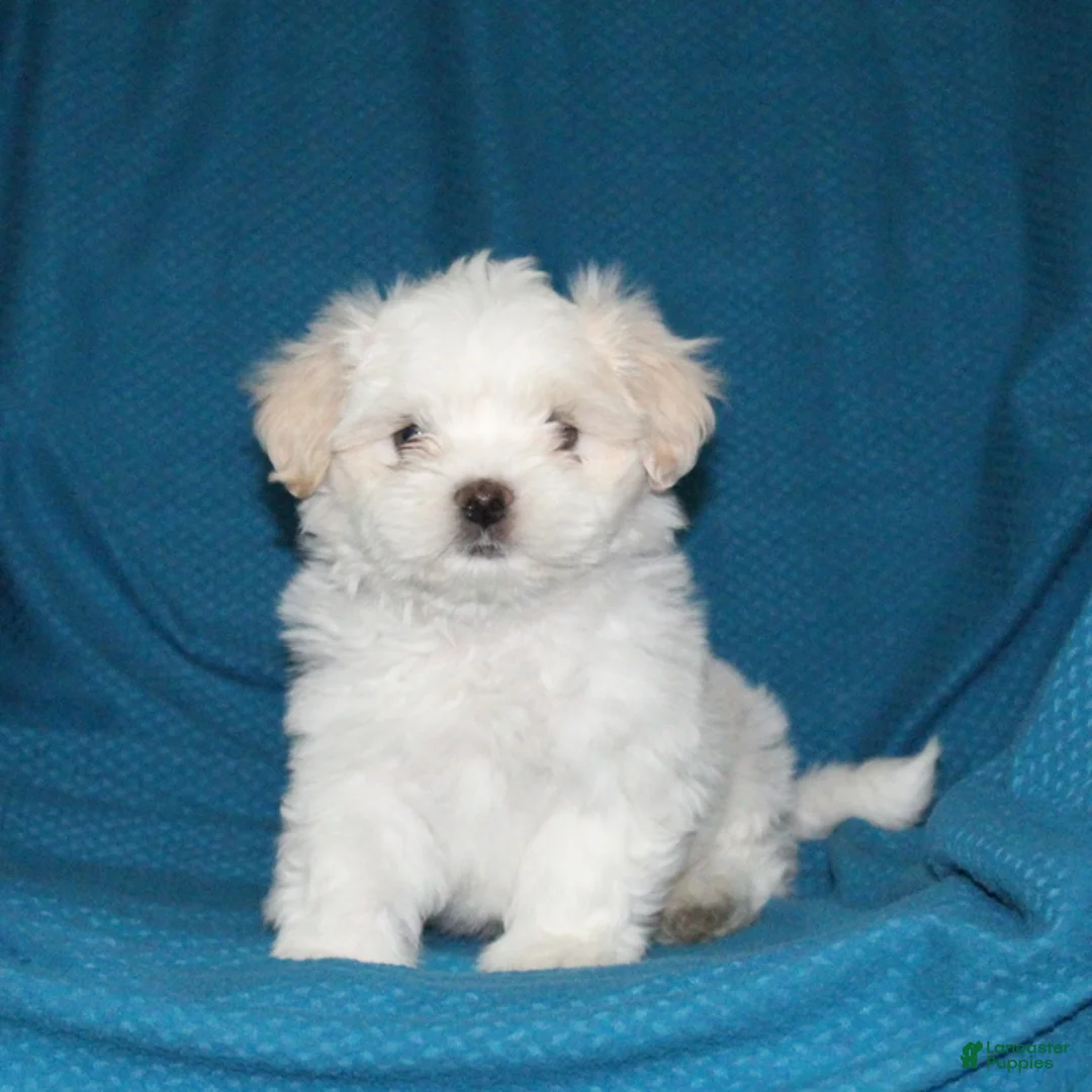Malshi dogs for sale: Chip - Ad 2