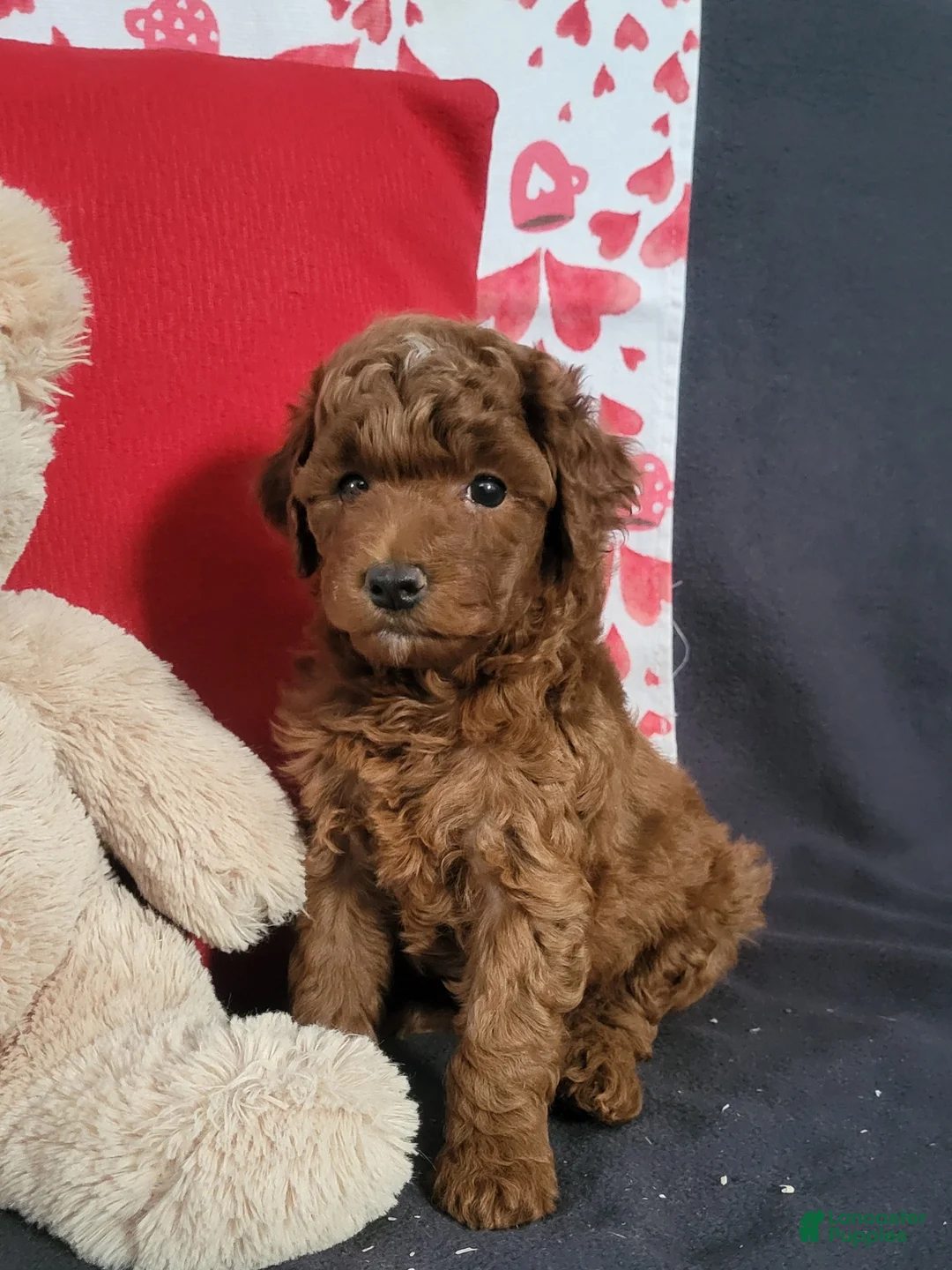 Goldendoodle dogs for sale: Elliot - Ad 3