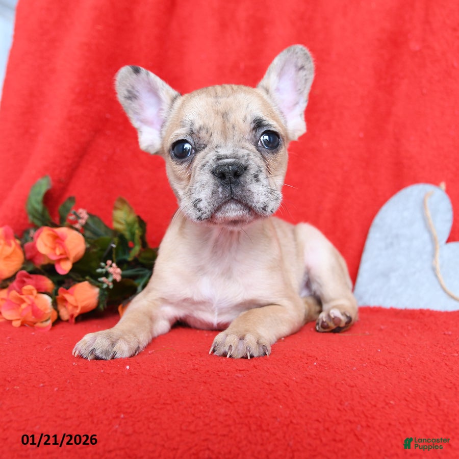French Bulldog dogs Dijon - Ad 9